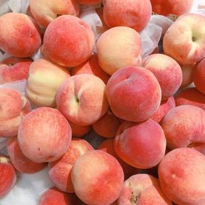 大雷打狙免费观看高清视频
